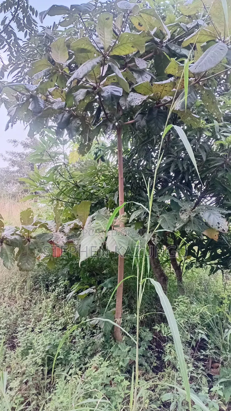 Nice 3/4 Acre Size Plot on Beach Side of Mwabungo at Mtendegwa Area. in Ukunda