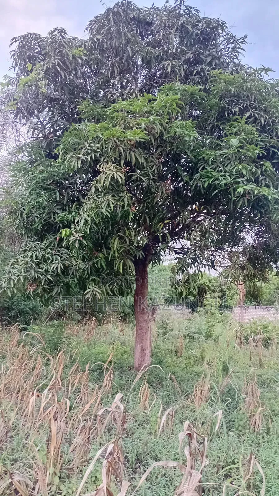 Nice 3/4 Acre Size Plot on Beach Side of Mwabungo at Mtendegwa Area. in Ukunda