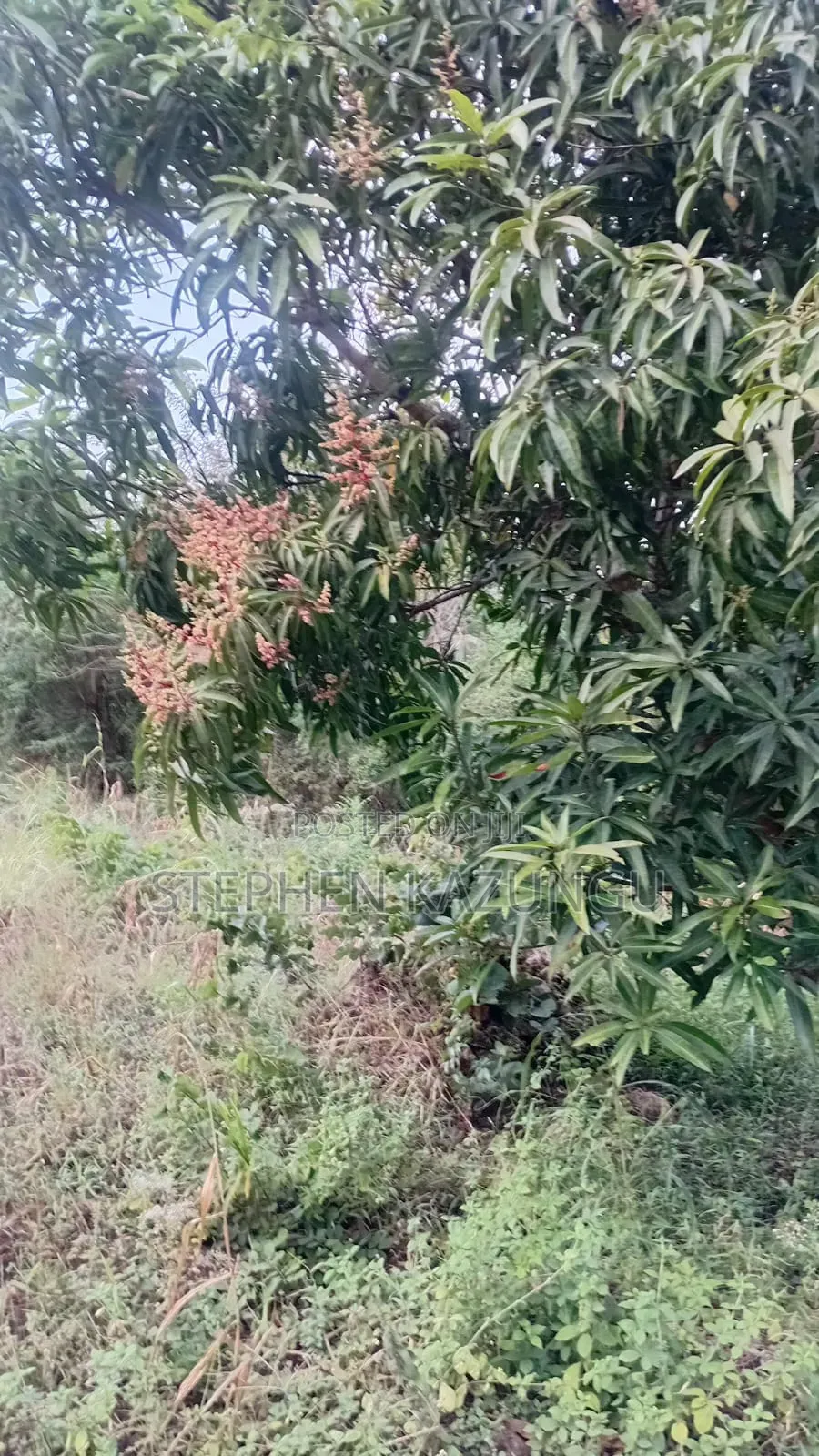 Nice 3/4 Acre Size Plot on Beach Side of Mwabungo at Mtendegwa Area. in Ukunda
