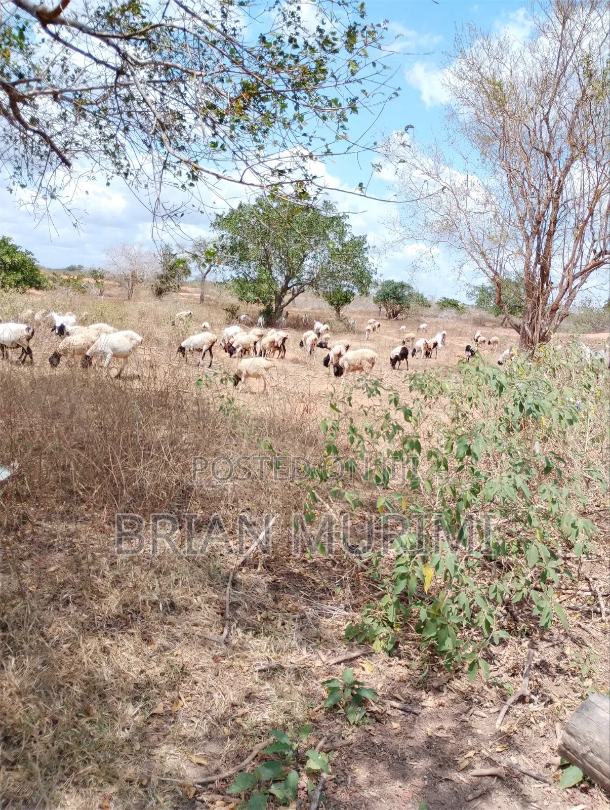 846 Acres on Sale in Garashi