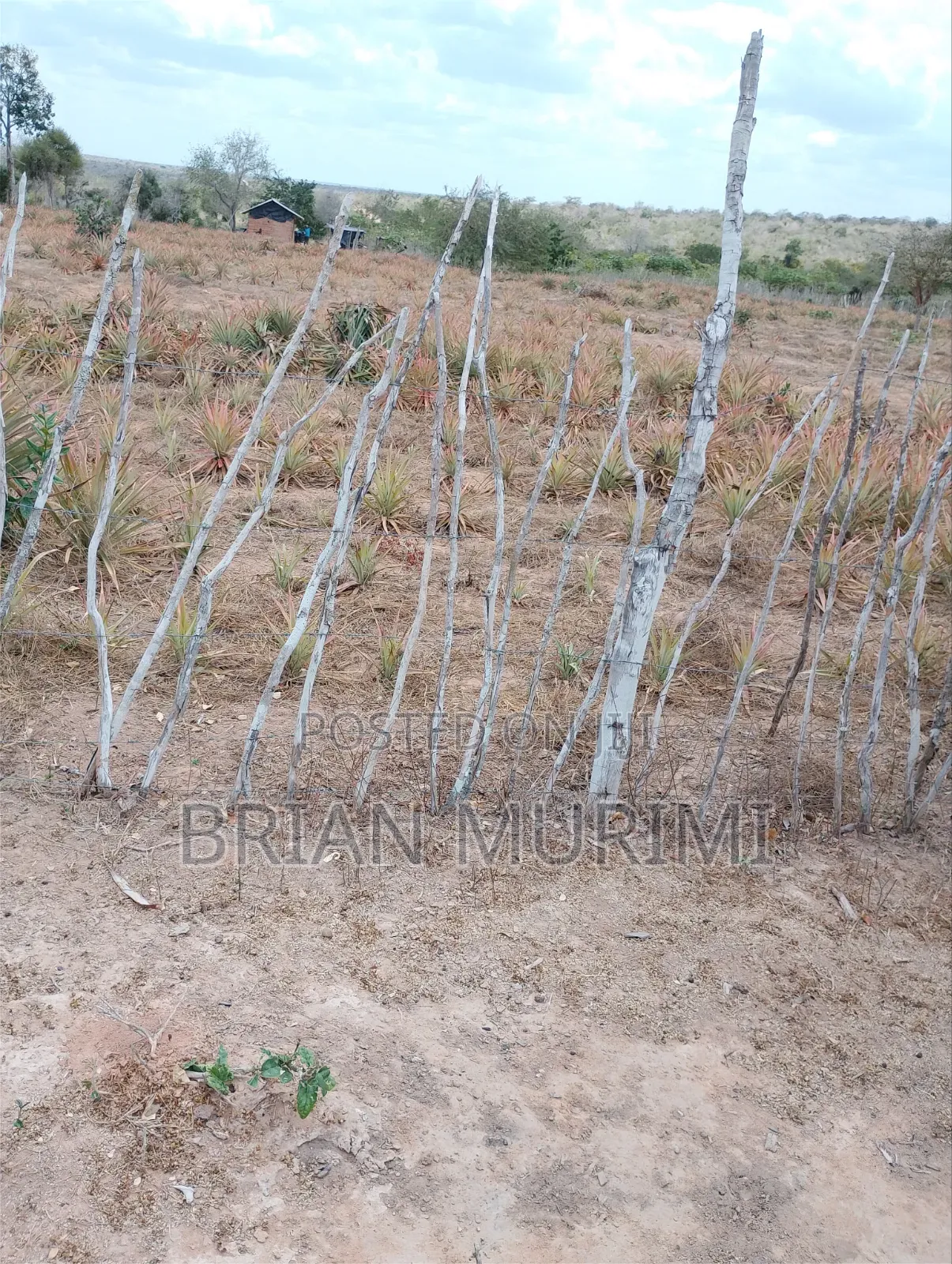 43 Acres on Sale in Garashi