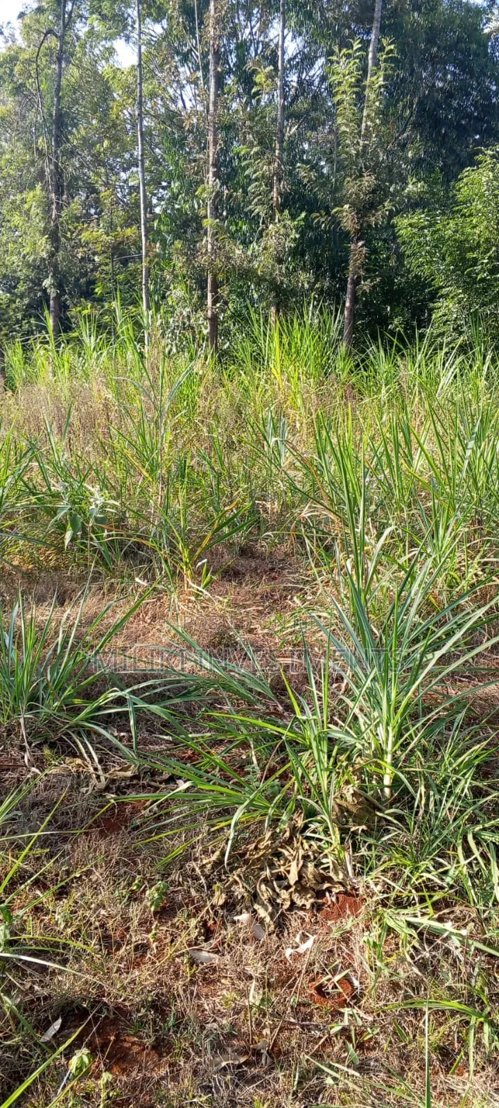 2.5 Acres Land on Sale at Kangaita in Kangai