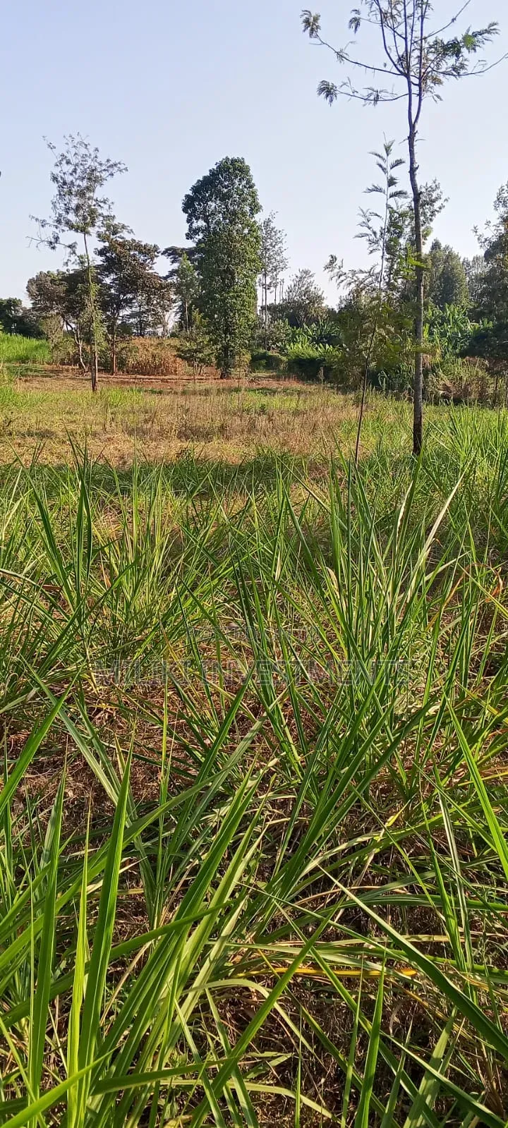 2.5 Acres Land on Sale at Kangaita in Kangai