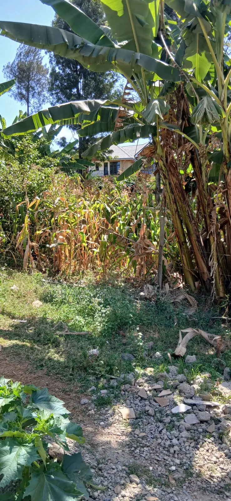 1⁄4 Acre Plot for Sale – Kerarapon Drive in Kerarapon