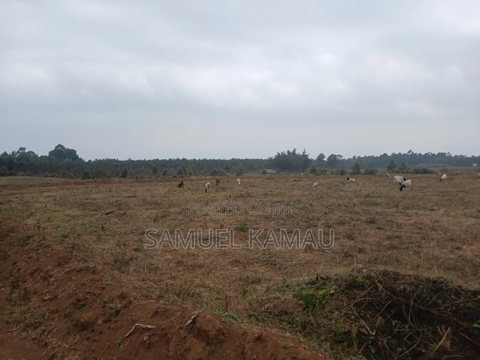 Kikuyu, Thigio 50 by 100 Feet Plots,redsoil, KSHS 1.4m in Thogoto