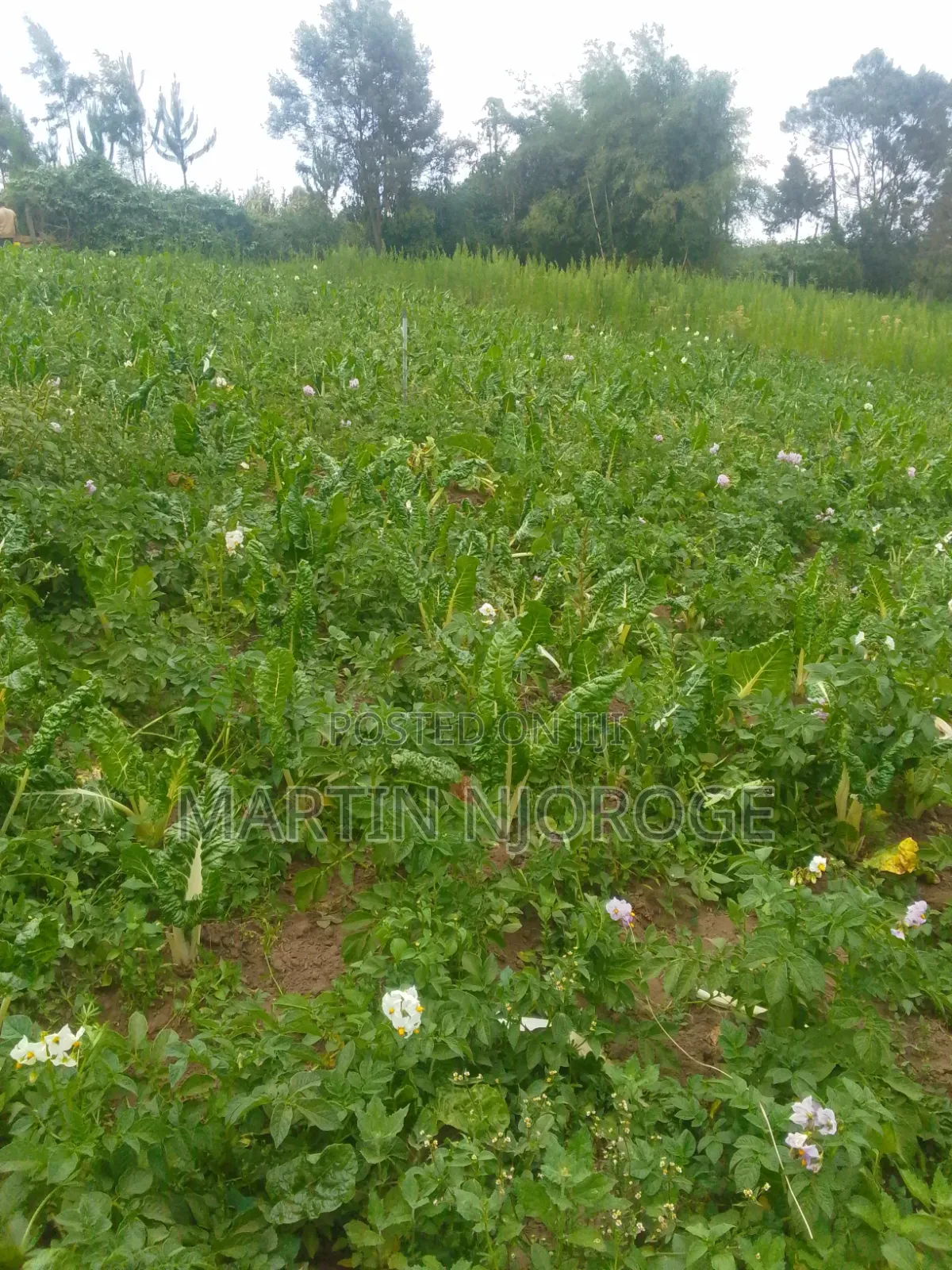 50 by 100 Kwa Haraka in Magumu