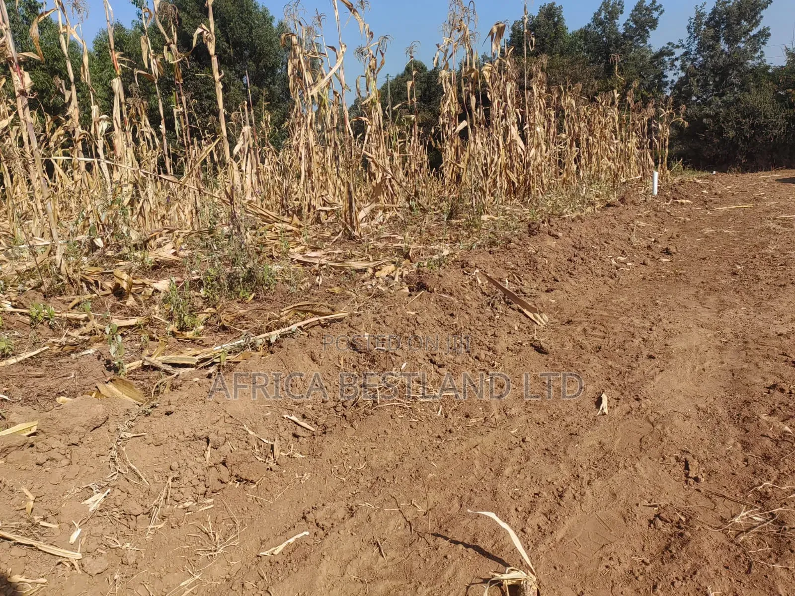 Writing 50×100 Plots for Sale – Kikuyu Kamangu (Ndigiuni) in Karai