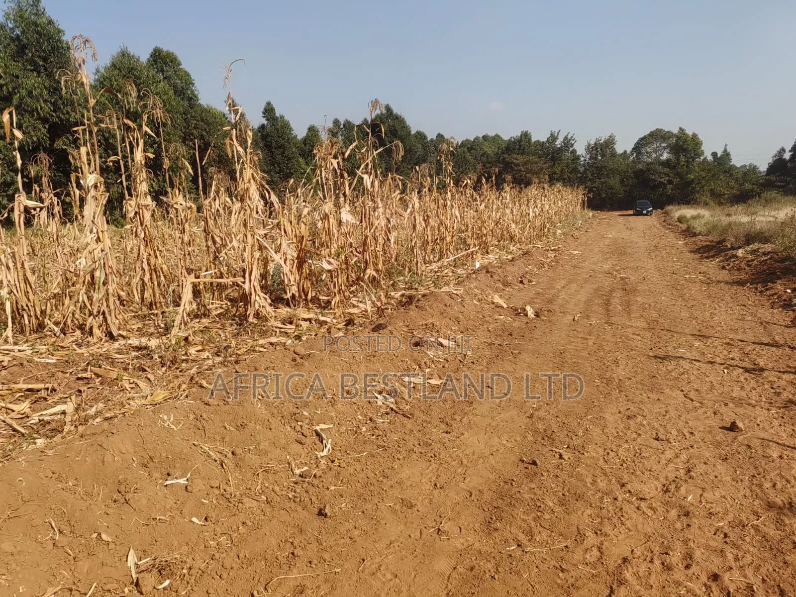 Writing 50×100 Plots for Sale – Kikuyu Kamangu (Ndigiuni) in Karai