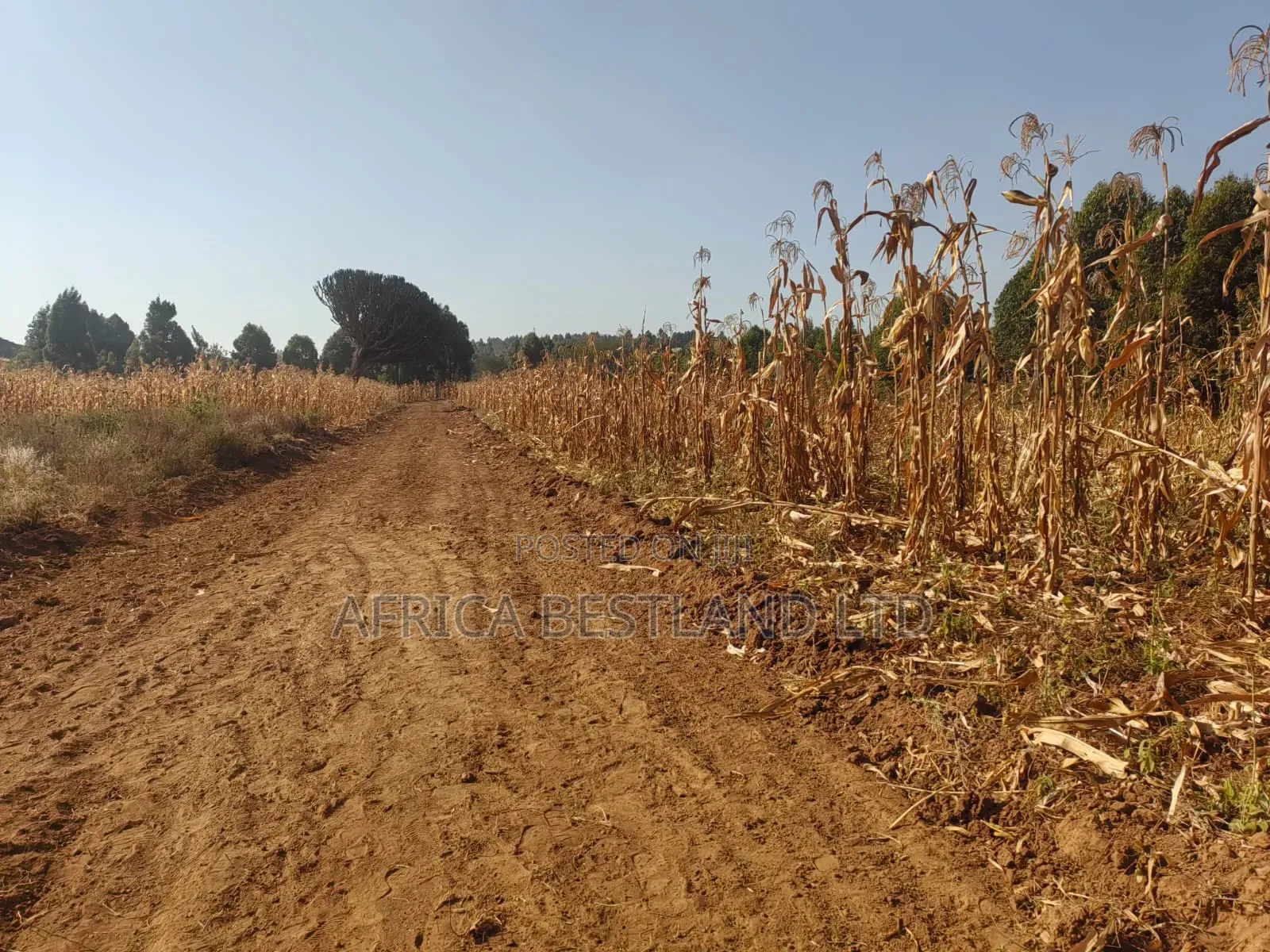 Writing 50×100 Plots for Sale – Kikuyu Kamangu (Ndigiuni) in Karai
