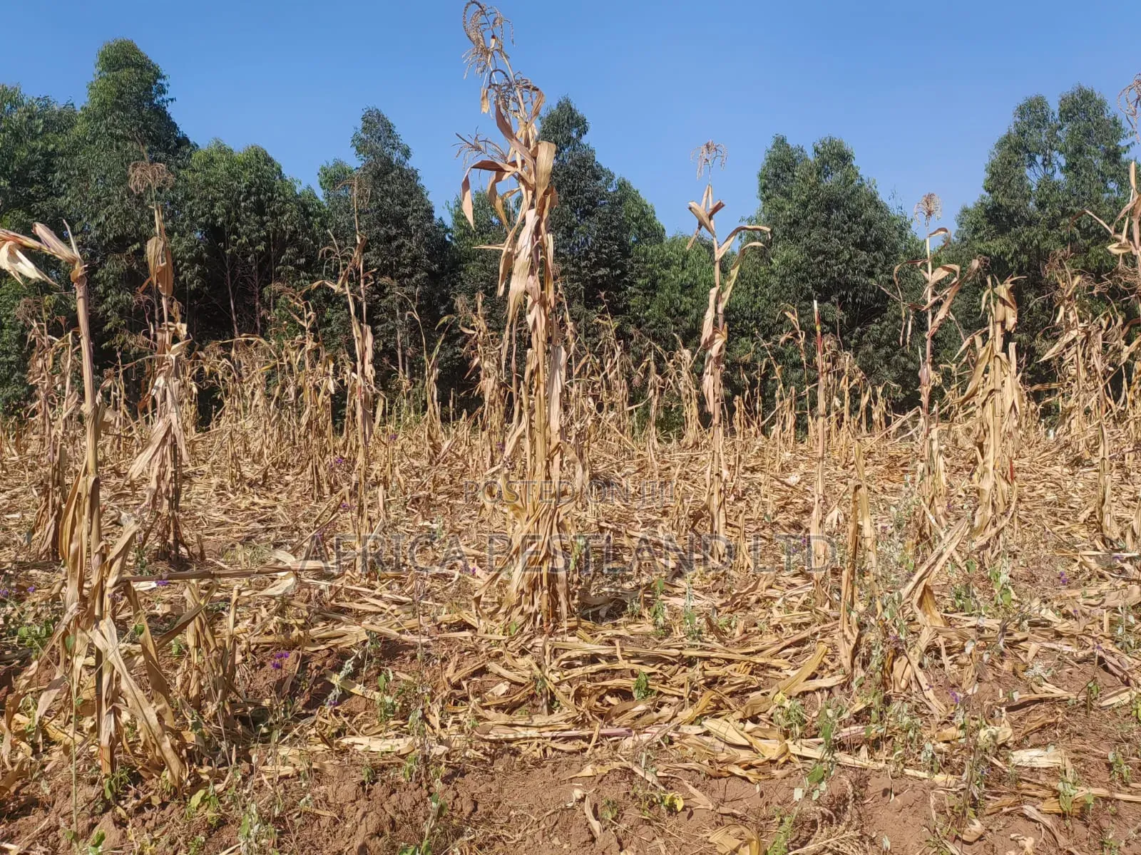 Writing 50×100 Plots for Sale – Kikuyu Kamangu (Ndigiuni) in Karai