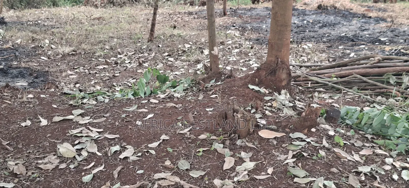 50×100 Residential Plot for Sale – Ngando, Dagoreti in Ngando