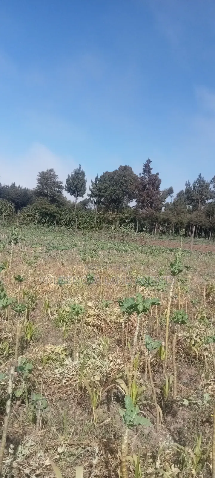Land on Sale at Nyandarua Kinangop in Magumu