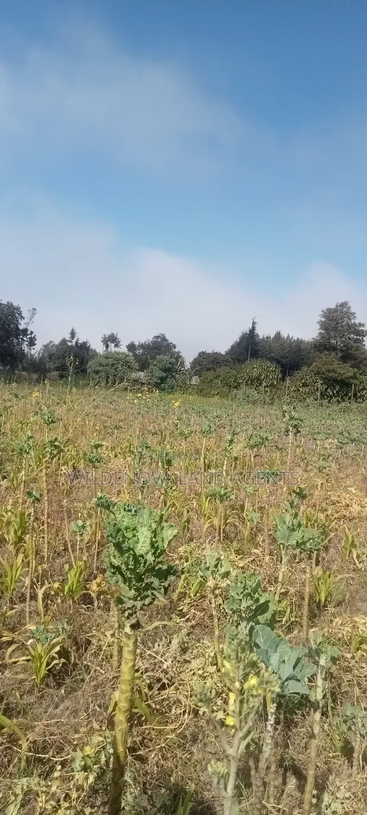 Land on Sale at Nyandarua Kinangop in Magumu