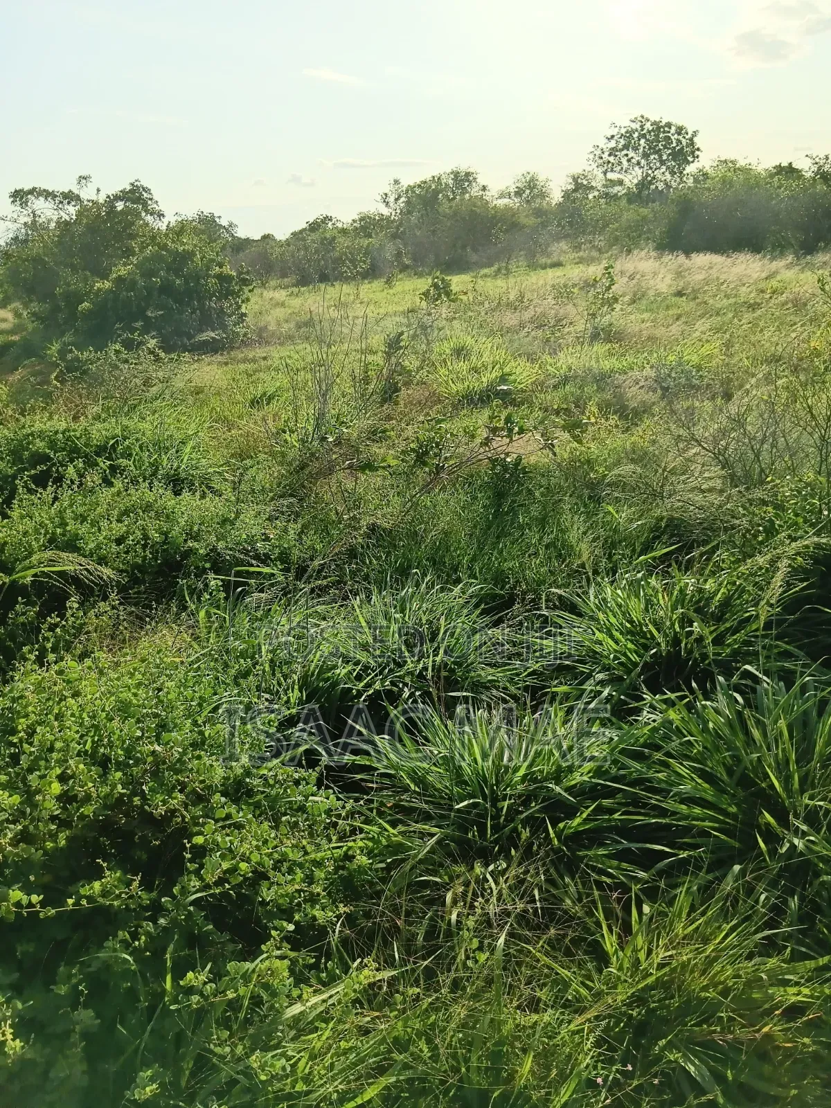 2 Acres for Sale With Ready Tittle Deed Per Acre in Jilore