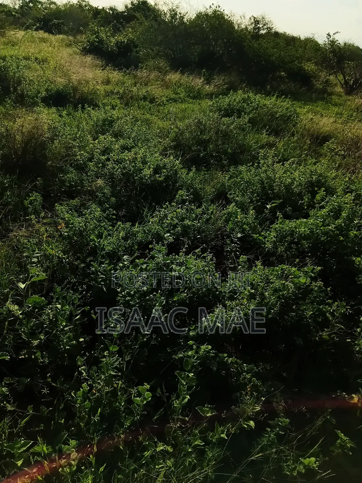 9 Acres for Sale With Ready Tittle Deed at Baolala Weru in Jilore