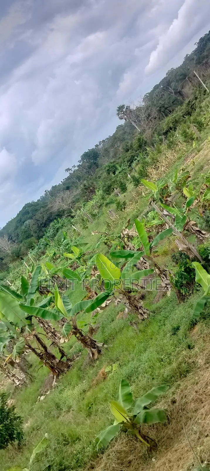 12 Acre Agricultural Farm Project for Sale | Msambweni, Kwale in Kwale