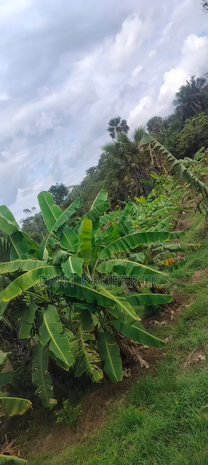 12 Acre Agricultural Farm Project for Sale | Msambweni, Kwale in Kwale