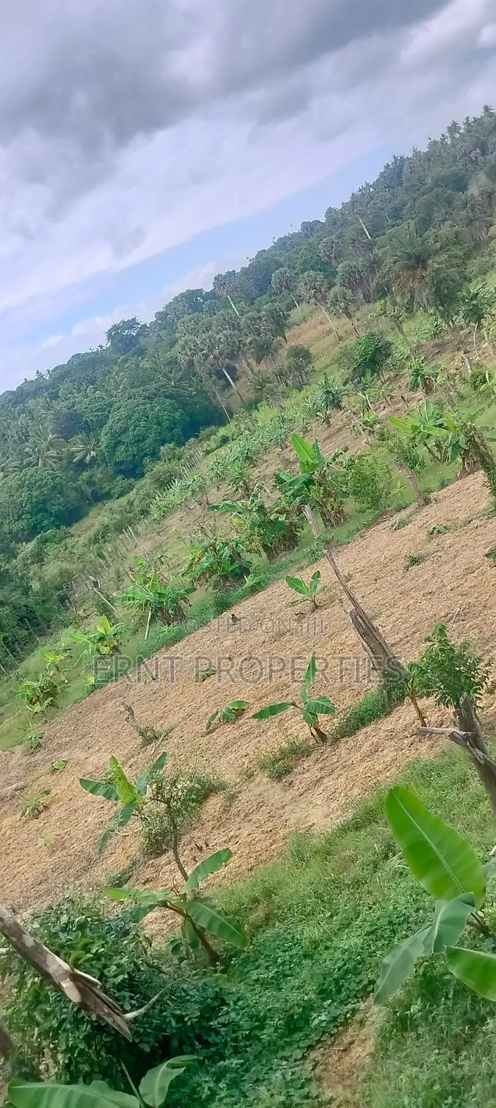 12 Acre Agricultural Farm Project for Sale | Msambweni, Kwale in Kwale