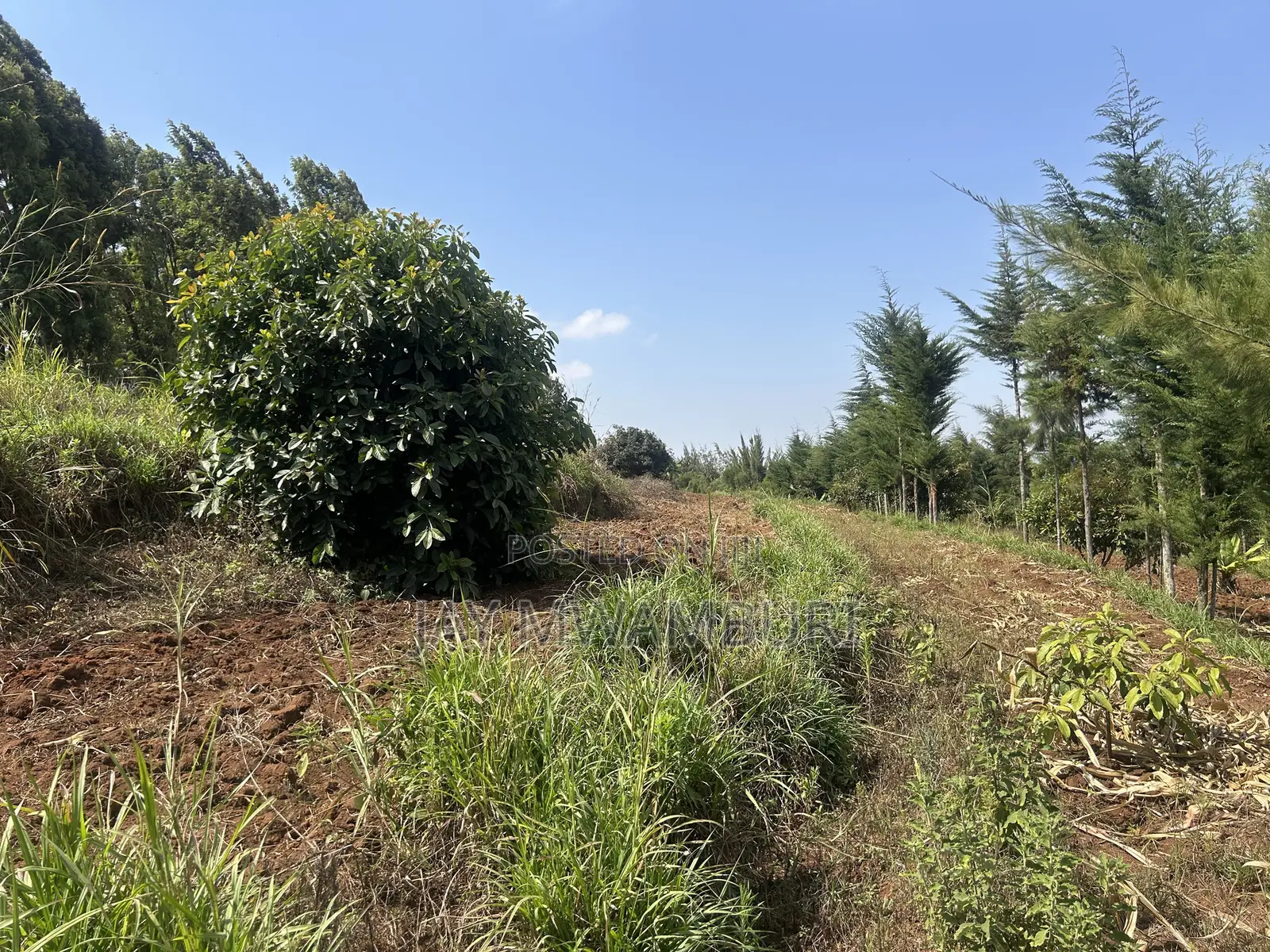 Half Acre Land Mua Hills in Mua Hills