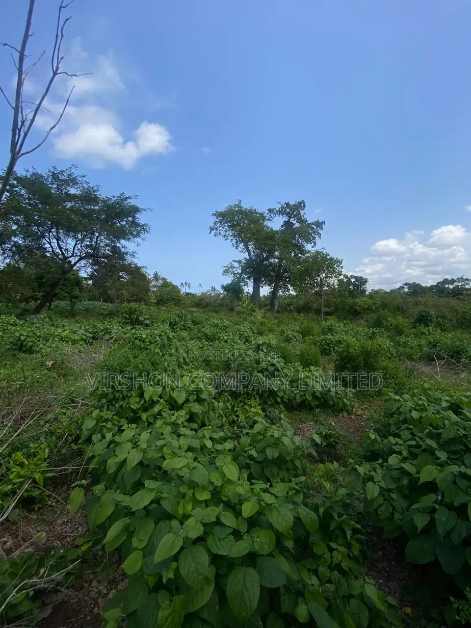 Prime Plot for Sale in Diani in Kinondo