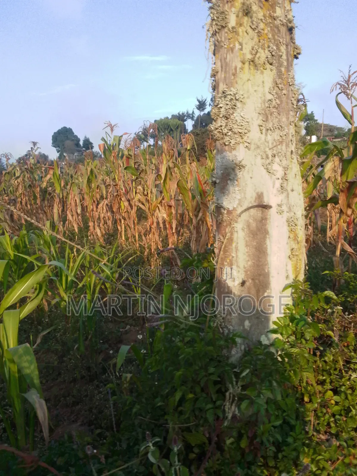 50 by 100 Tiekunu in Ndeiya