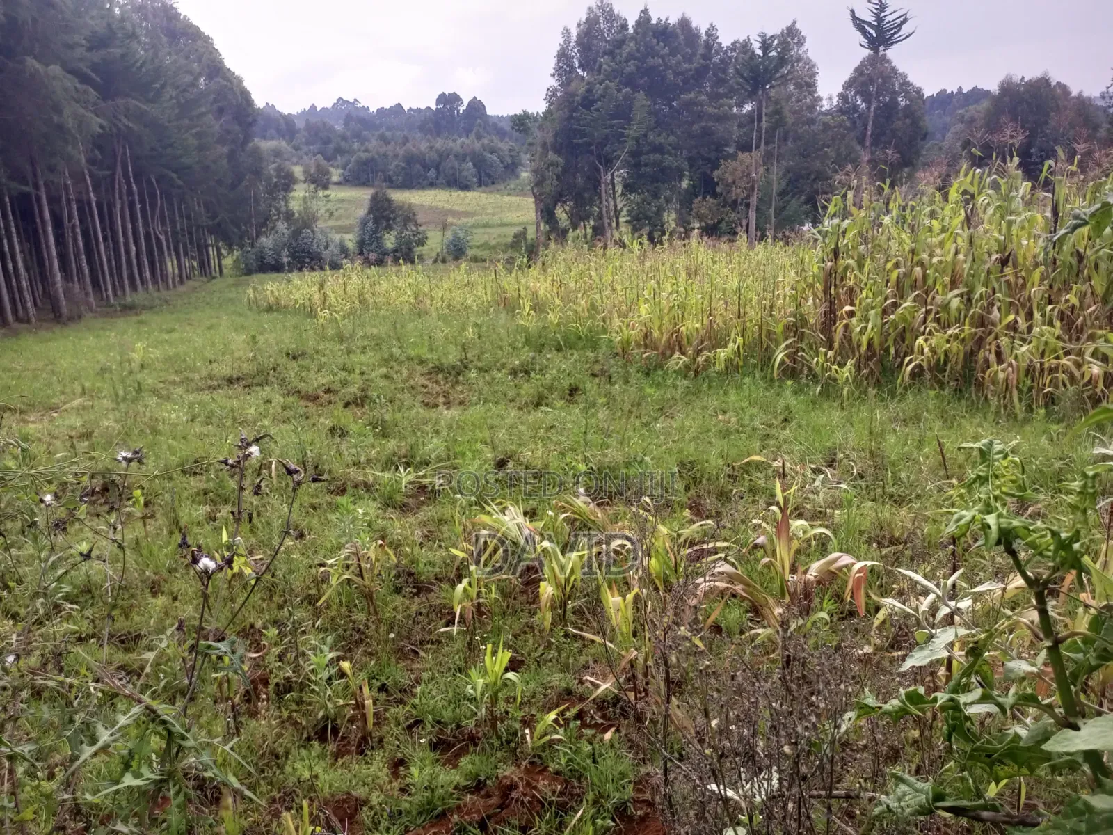 Land for Sale in Dundori in Dundori
