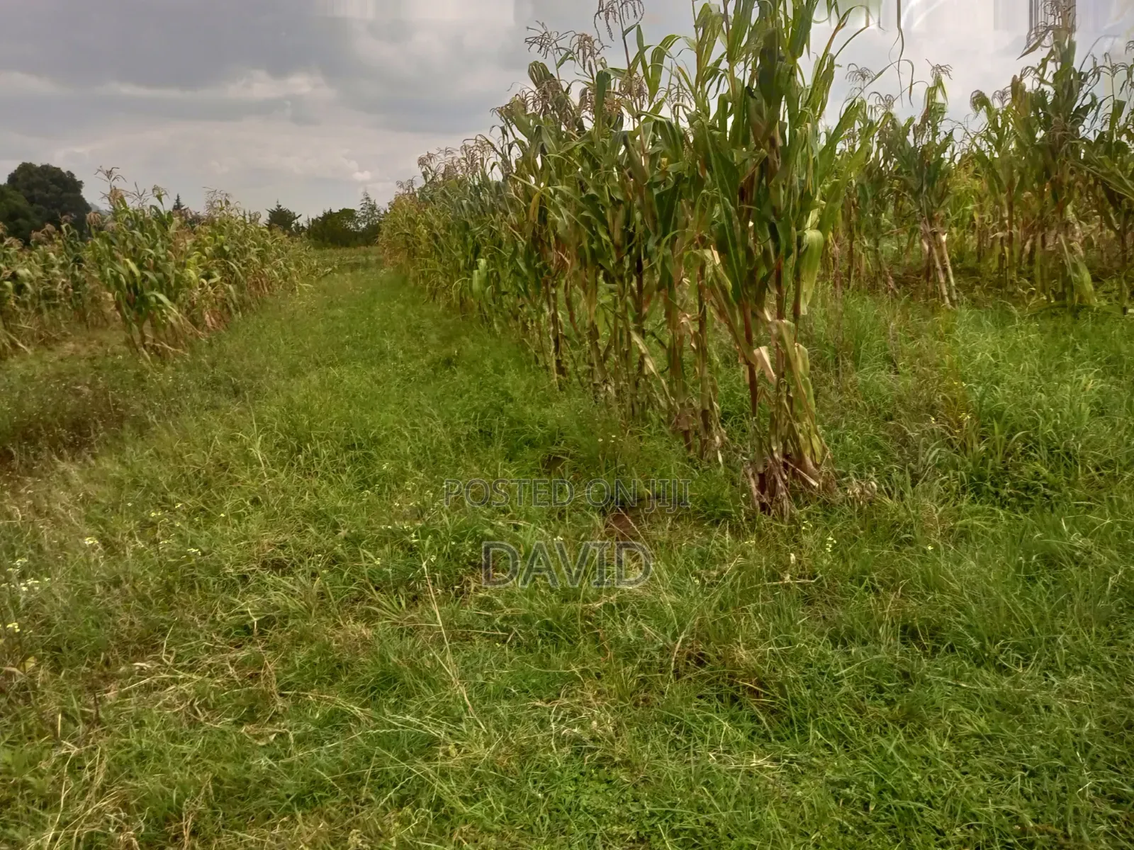 Land for Sale in Dundori Nakuru in Dundori