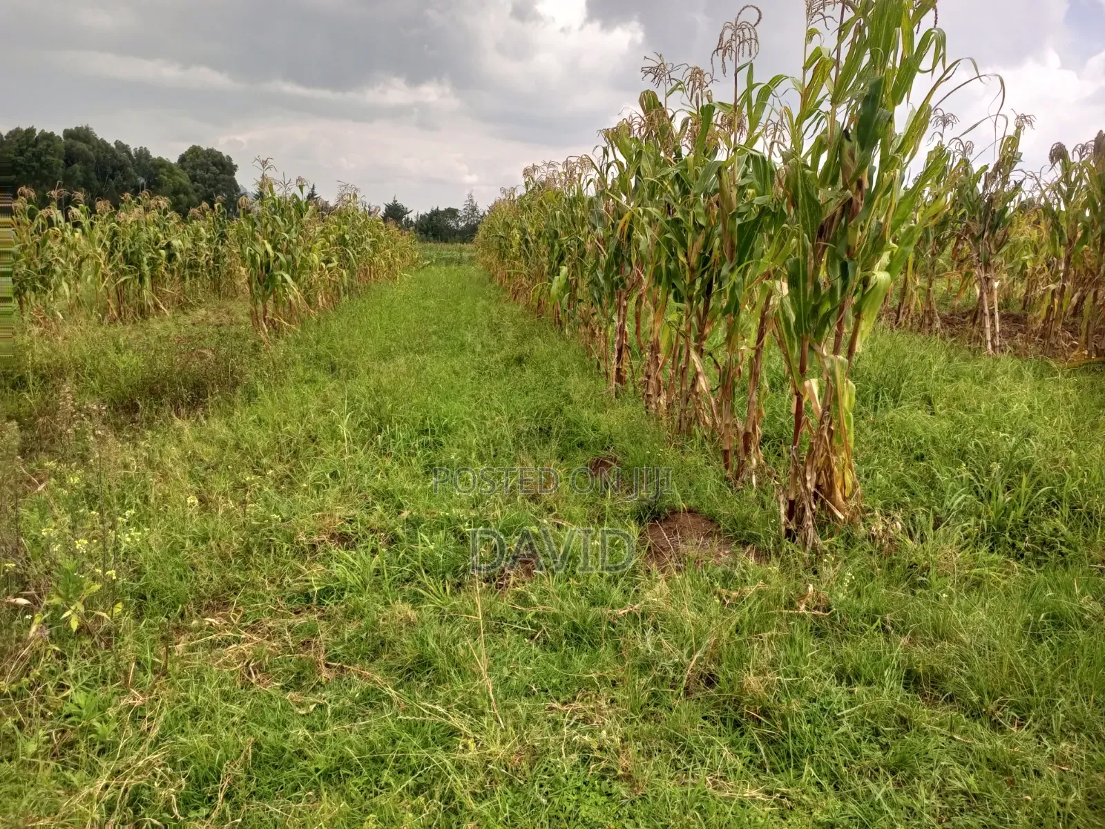 Land for Sale in Dundori Nakuru in Dundori