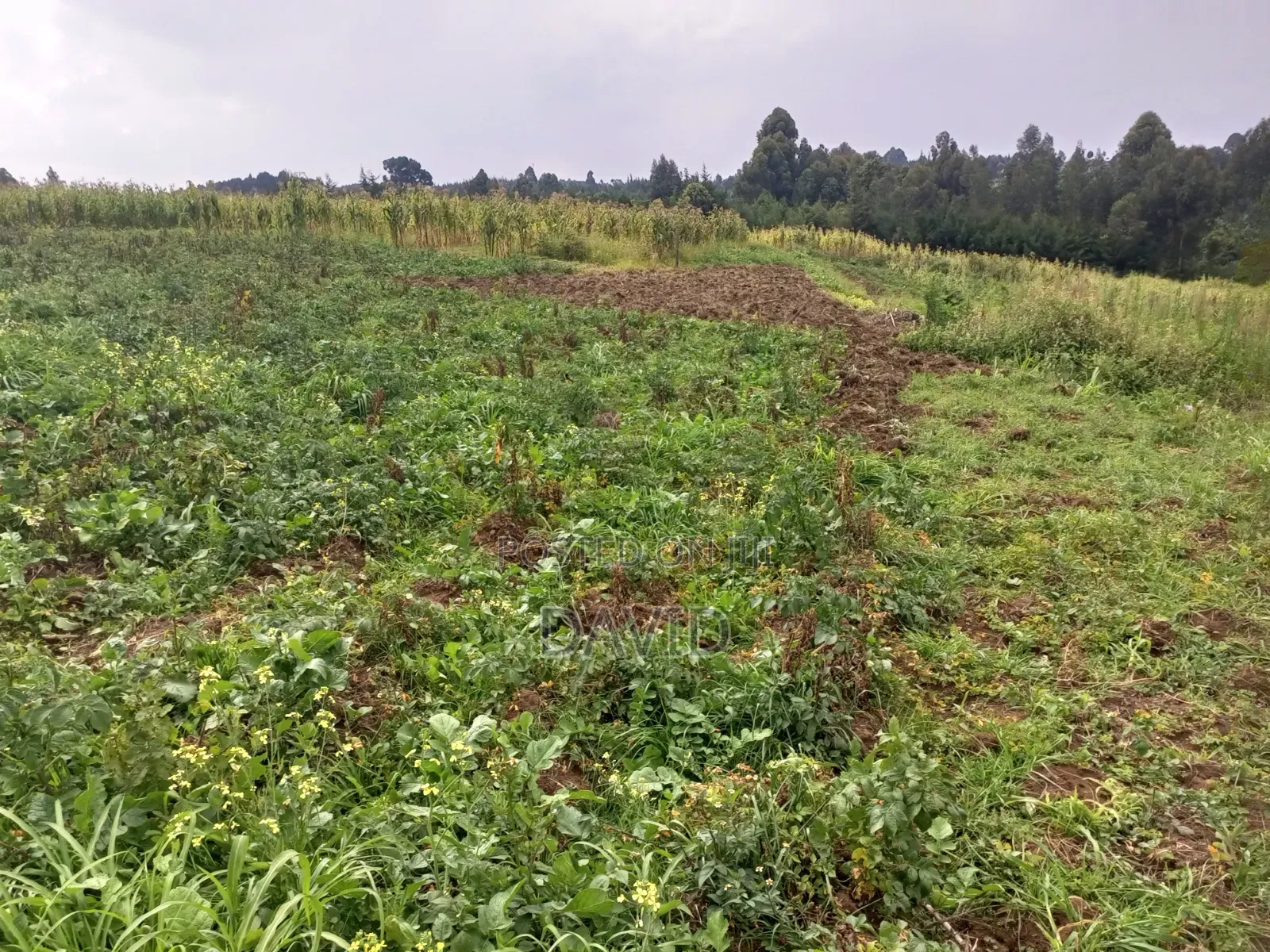 Land for Sale in Dundori Nakuru in Dundori
