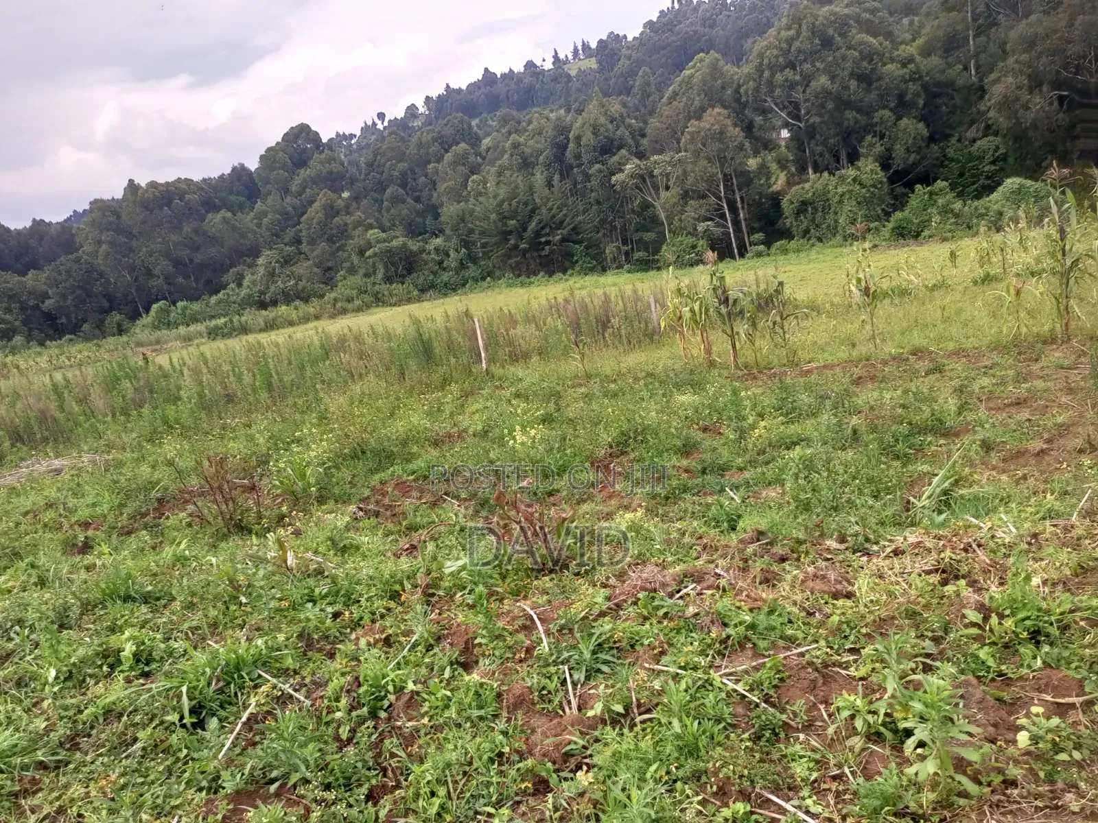 Land for Sale in Dundori Nakuru in Dundori