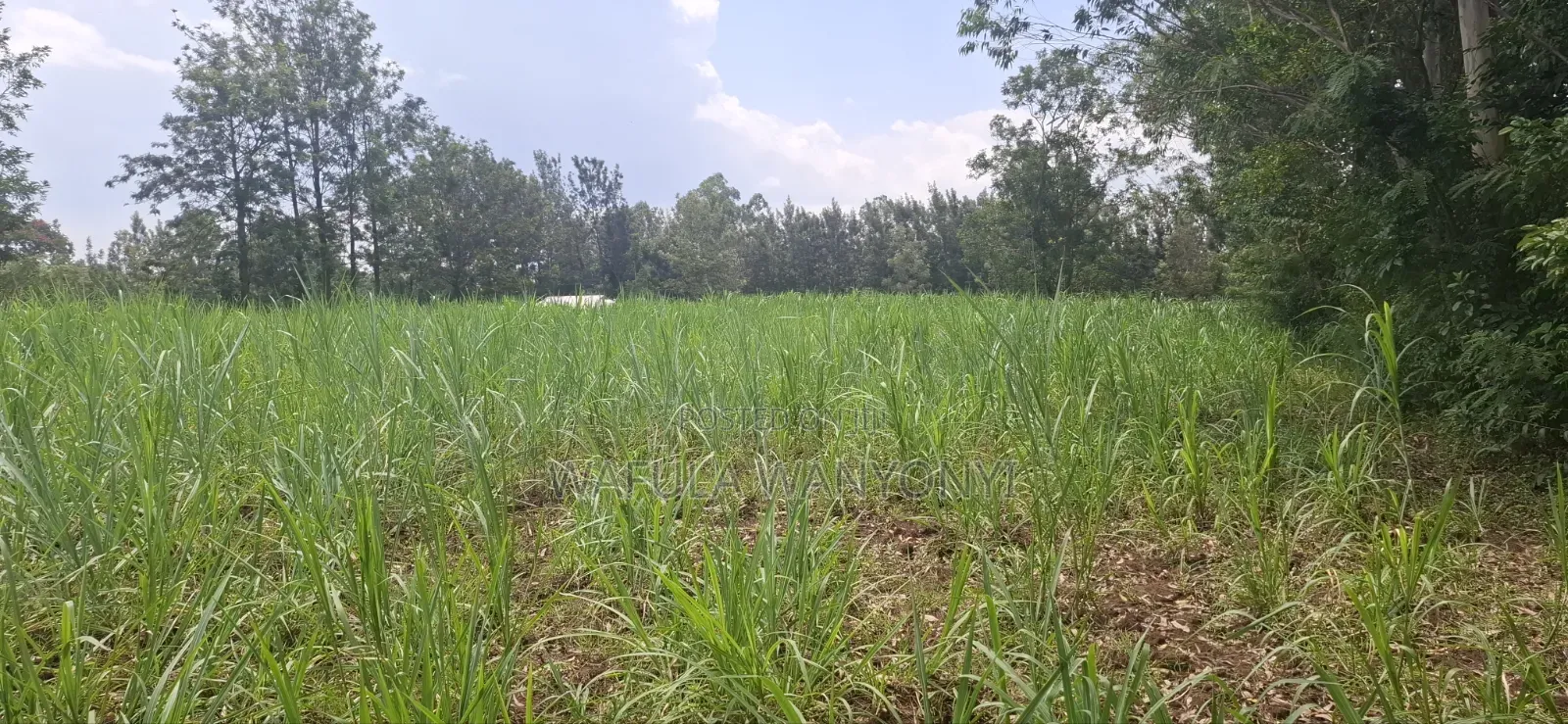1 Acre BUNAMBOBI Bumula in Bumula
