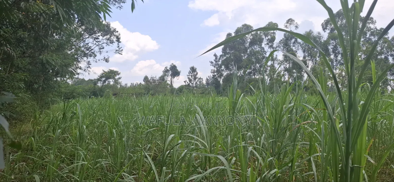1 Acre BUNAMBOBI Bumula in Bumula