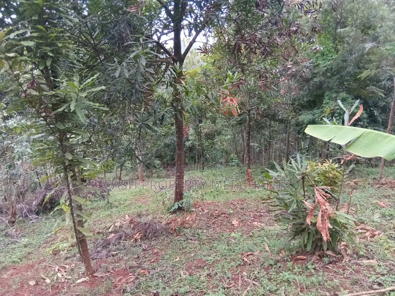 3⁄4 Acre Property With 2-Bedroom House – Githima, Murang'A in Kigumo