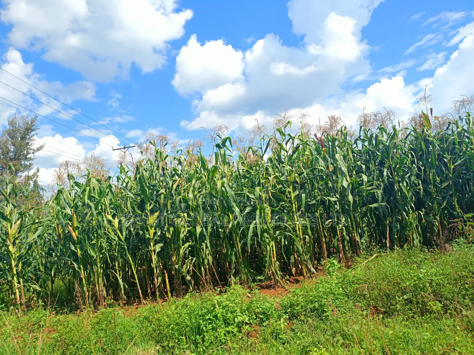 100 Acres Agricultural Land in Laikipia County Is Available for Sale in Sipili
