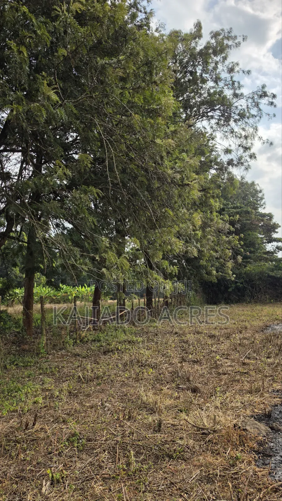 1 Acre Kibiku at 20m in Kibiku
