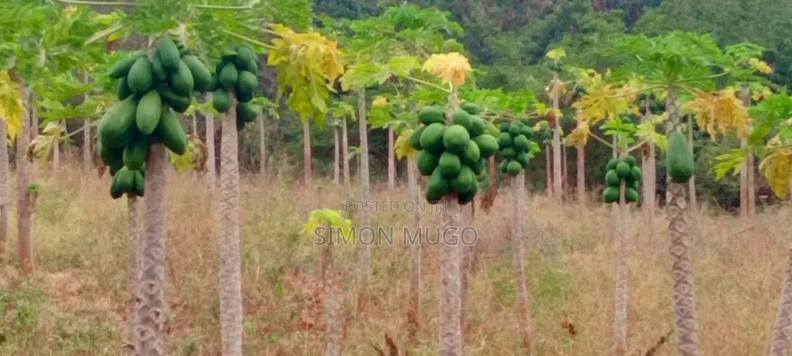 Kitengela Prime Developed 10 Acres With  a Borehole Freehold Title in Kitengela