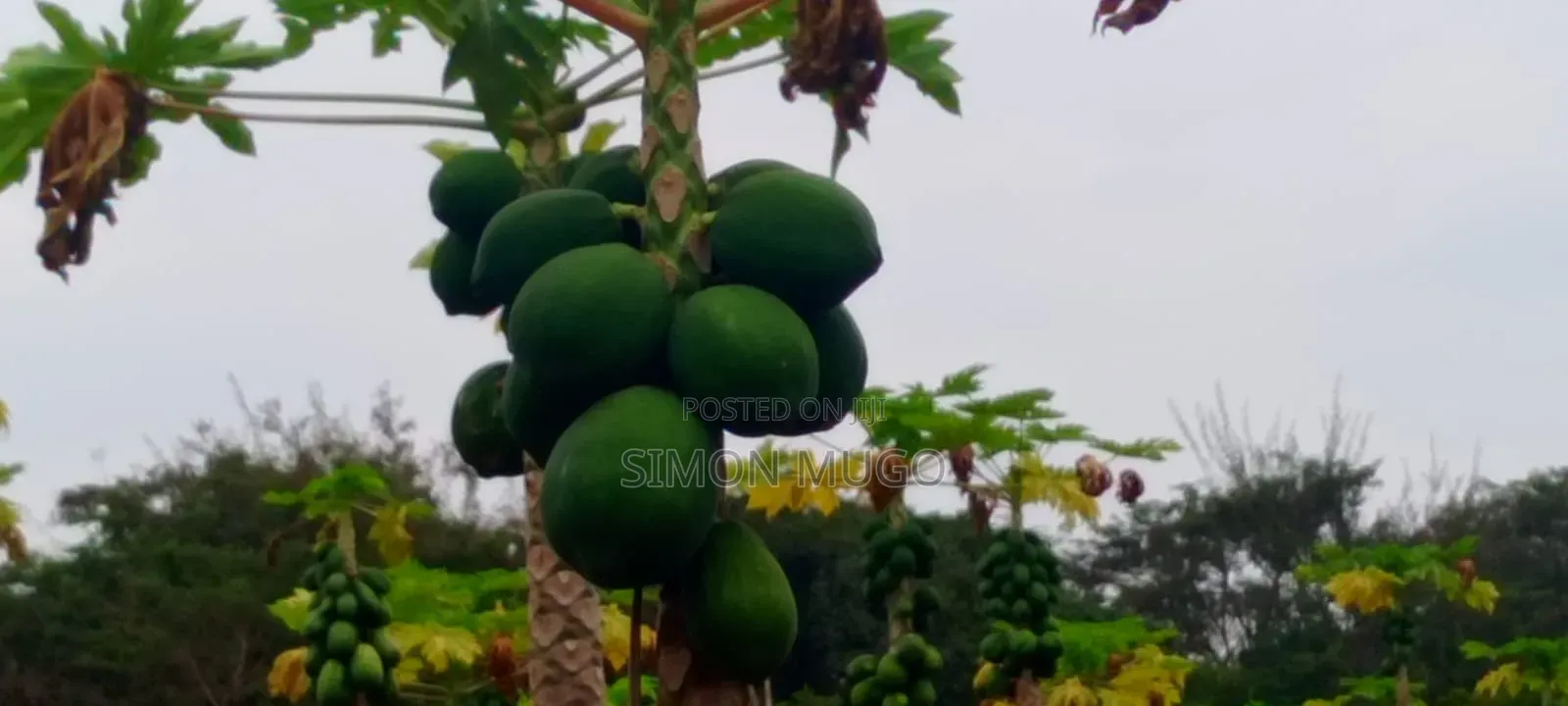 Kitengela Prime Developed 10 Acres With  a Borehole Freehold Title in Kitengela