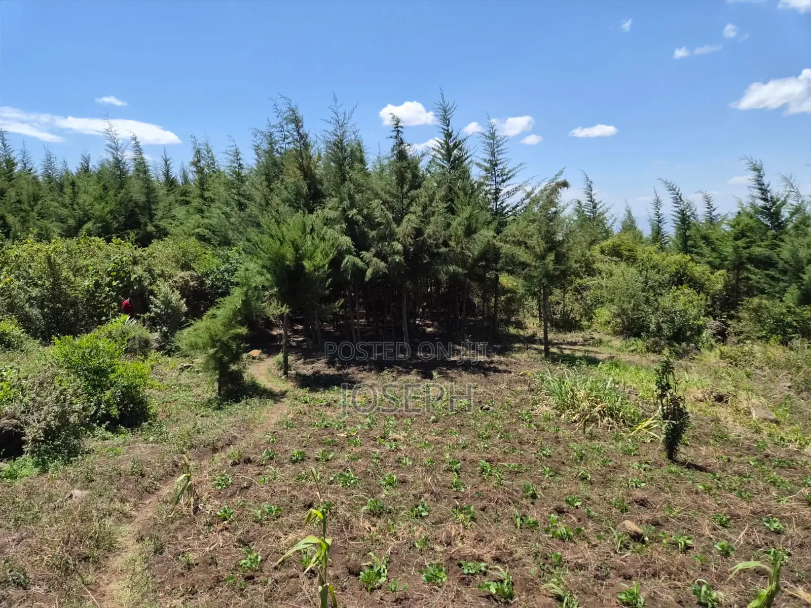 20ACRES for Sele in Nakuru Miti Mingi Near Isalaasha Campsite. in Teachers Estate