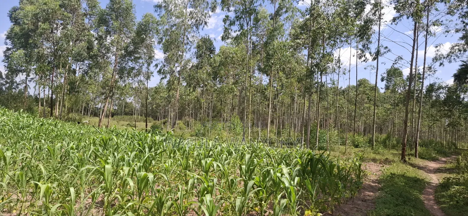 2 Acres LUNAO Bumula in Bumula