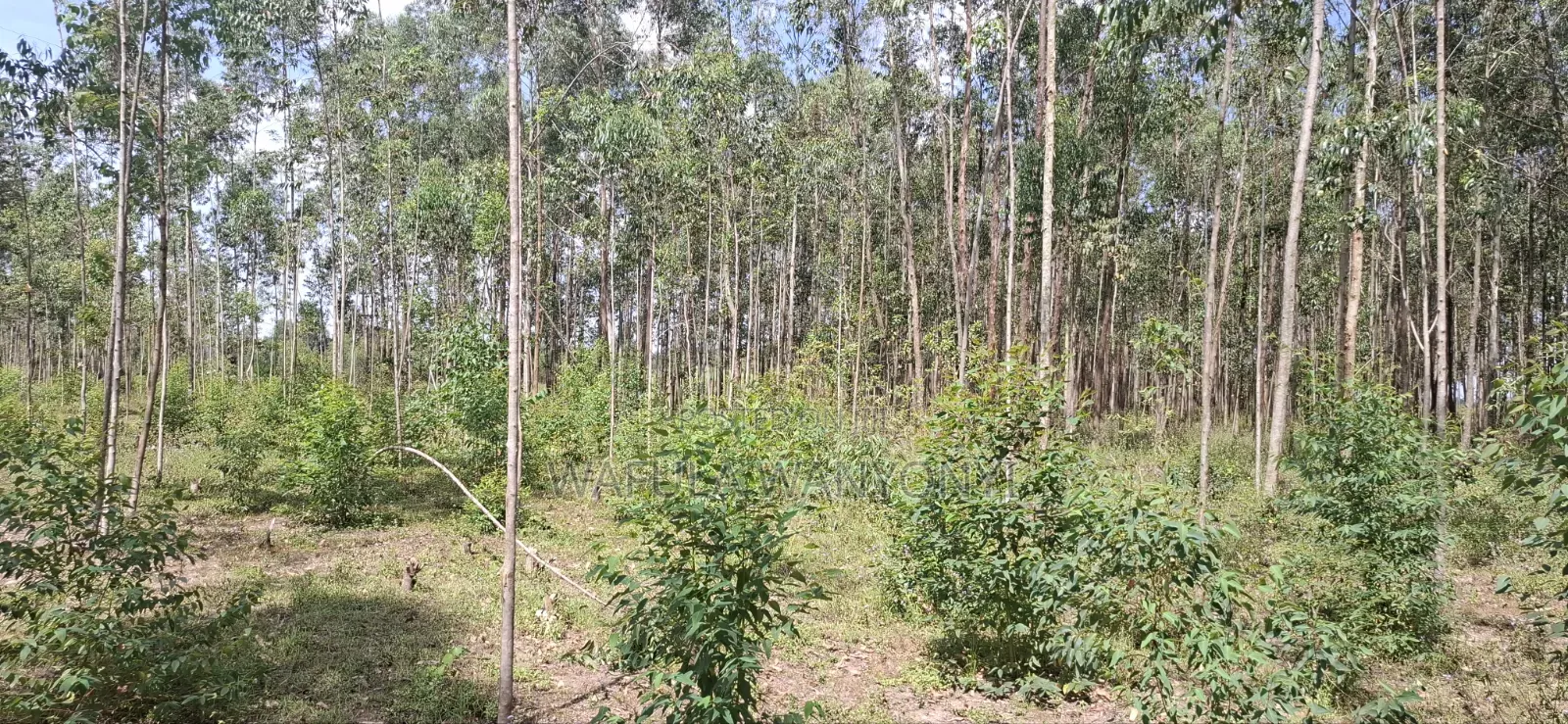 2 Acres LUNAO Bumula in Bumula