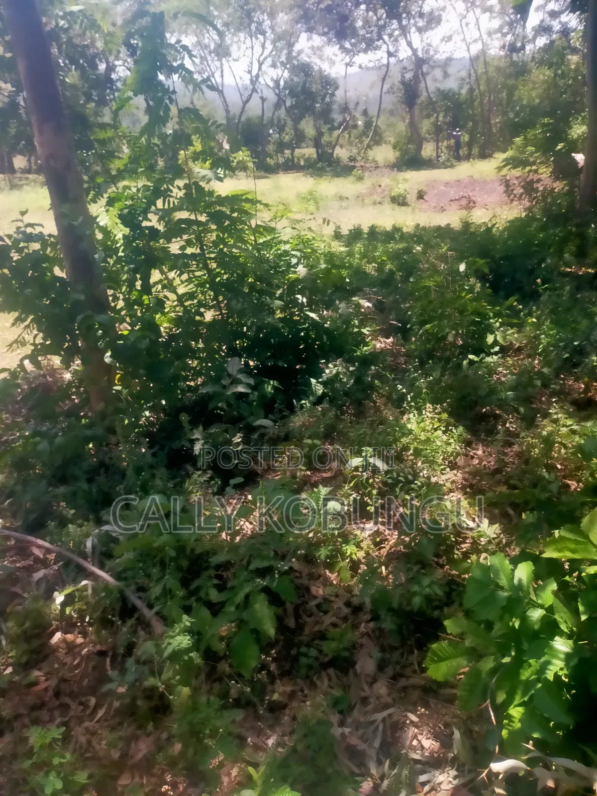 13⁄4 Acres Ojola Kadongo in Kadongo