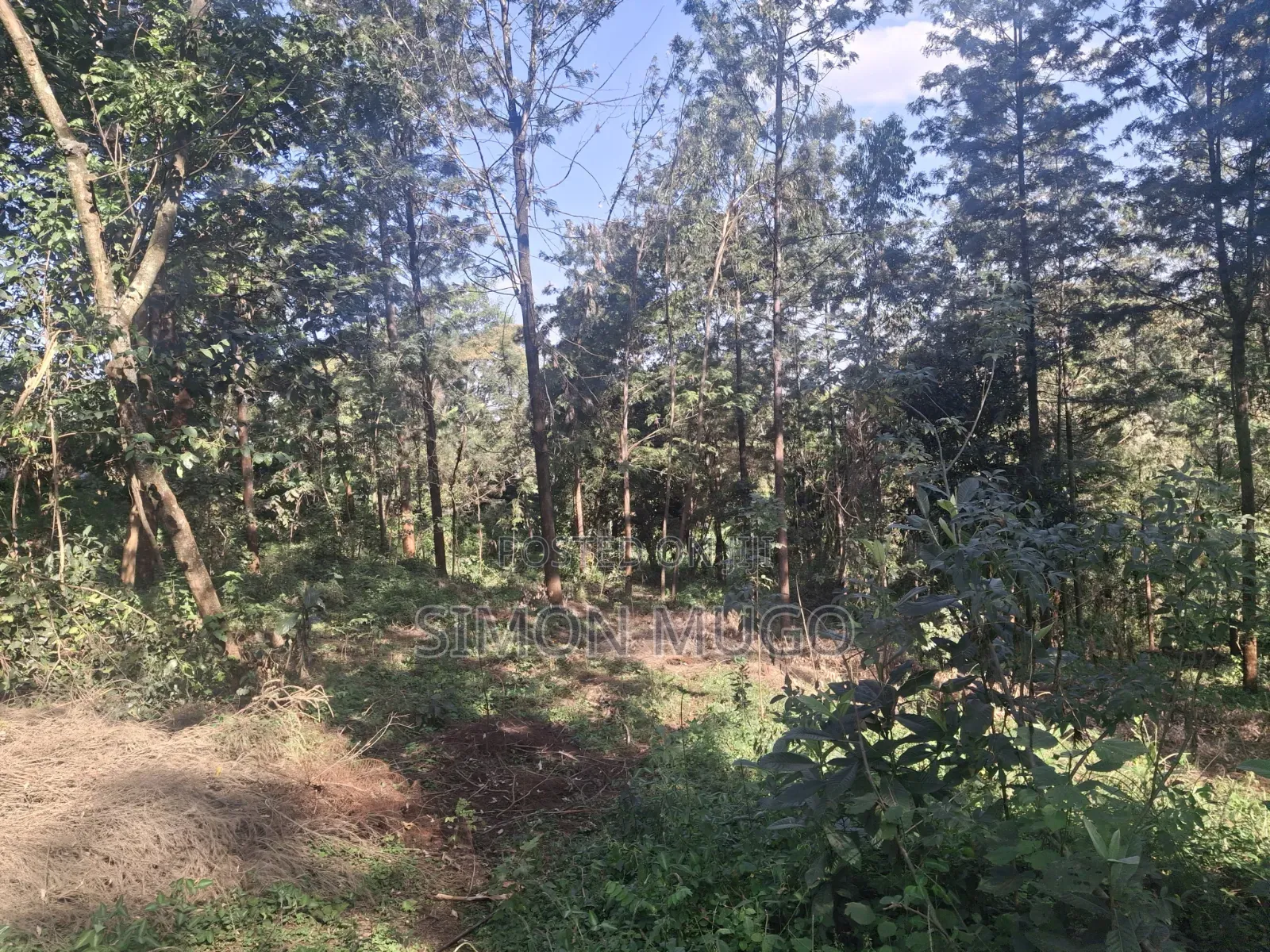Mwimuto Prime Commercial/ Residential 50x100 Plot Freehold Title in Muthiga
