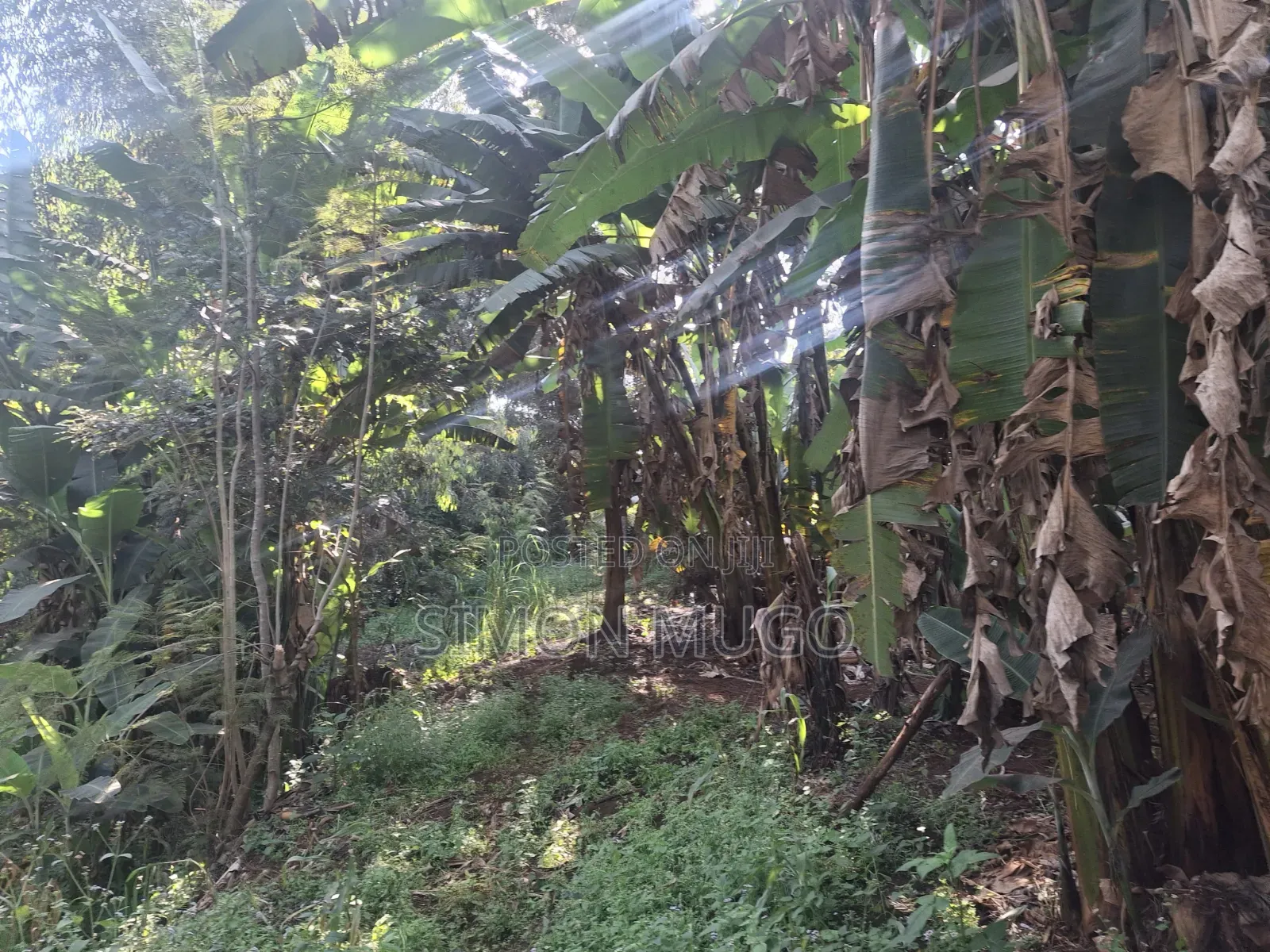 Mwimuto Prime Commercial/ Residential 50x100 Plot Freehold Title in Muthiga