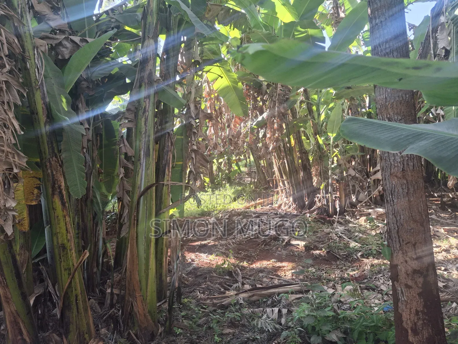 Mwimuto Prime Commercial/ Residential 50x100 Plot Freehold Title in Muthiga