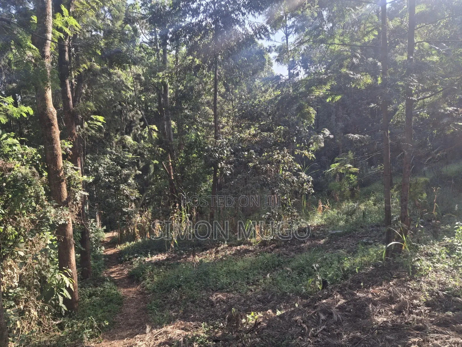 Mwimuto Prime Commercial/ Residential 50x100 Plot Freehold Title in Muthiga
