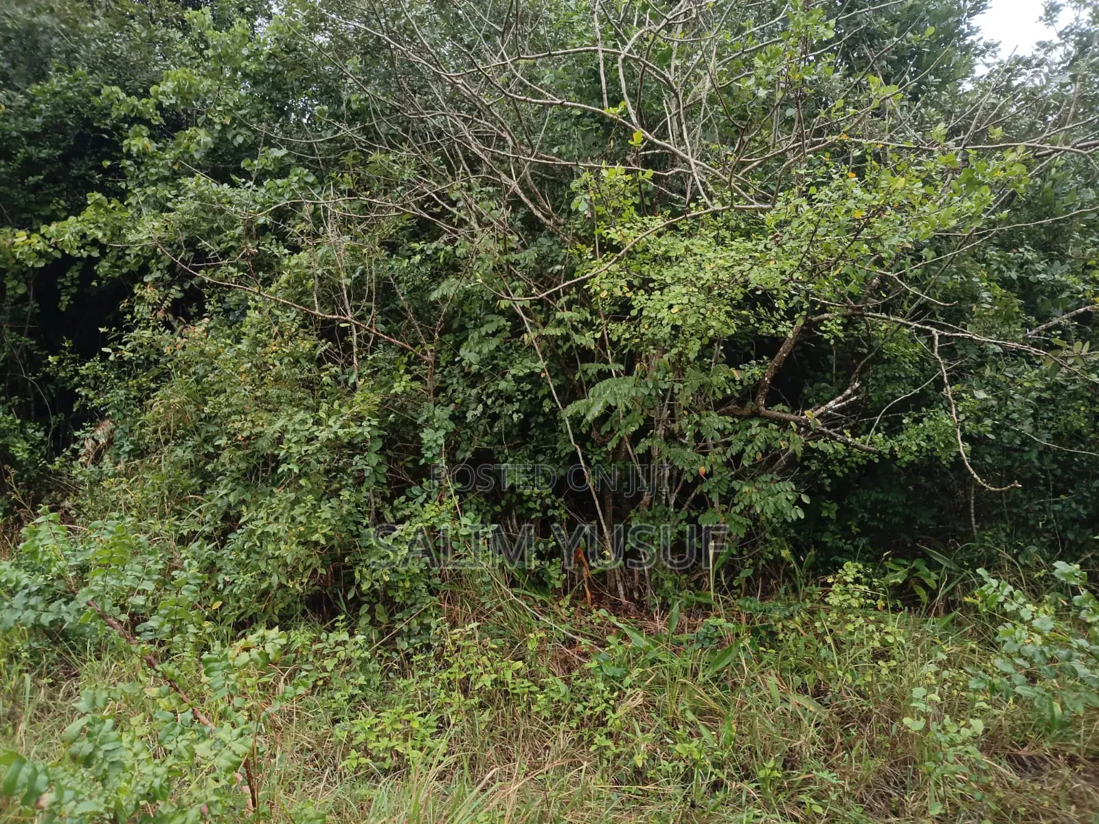 Land on Sale Kwale County Majoreni 17 Acres 350 Pr Acre in Pongwe/Kikoneni