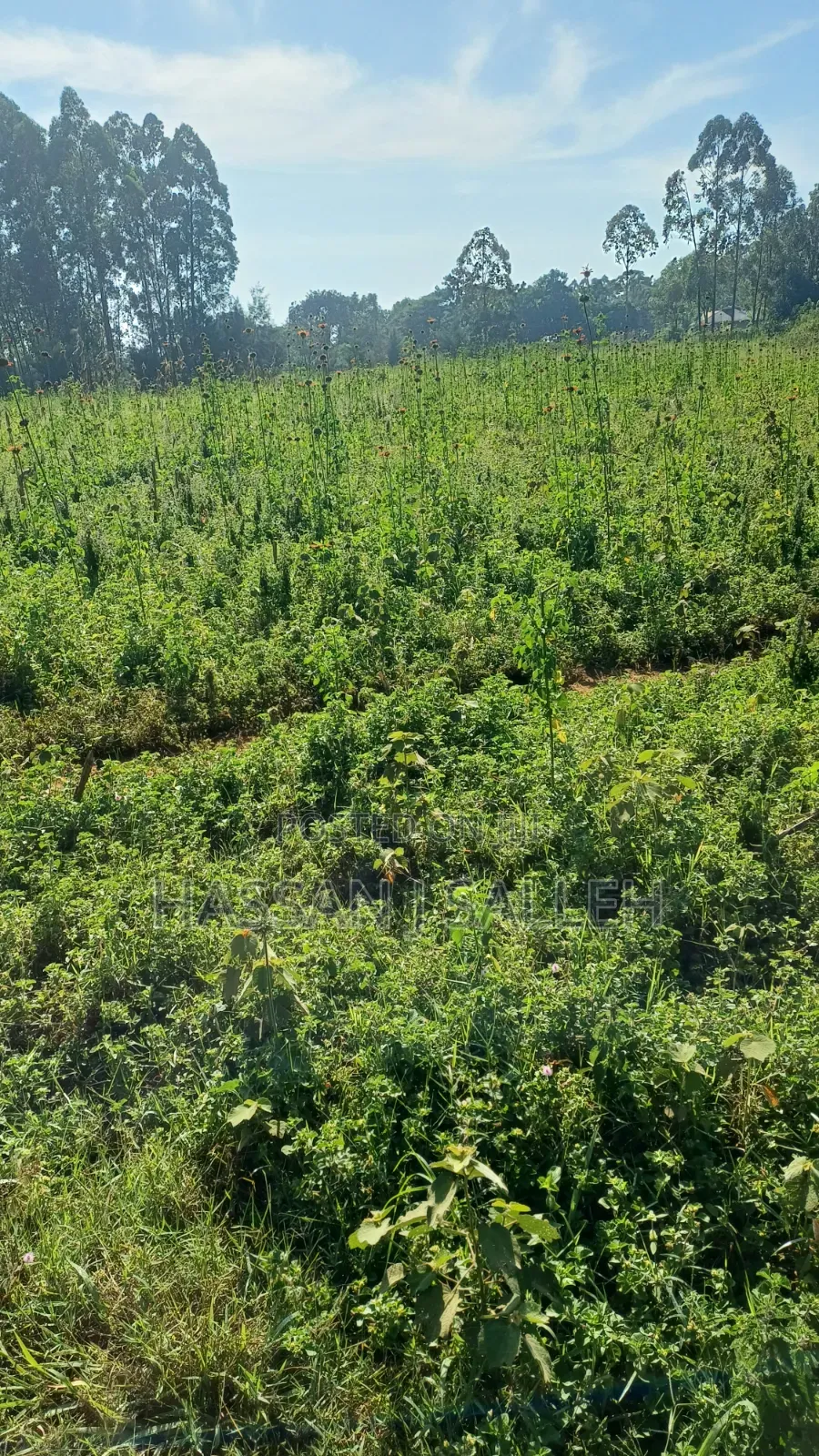 2acres Indangalasia  Matungu in Mayoni