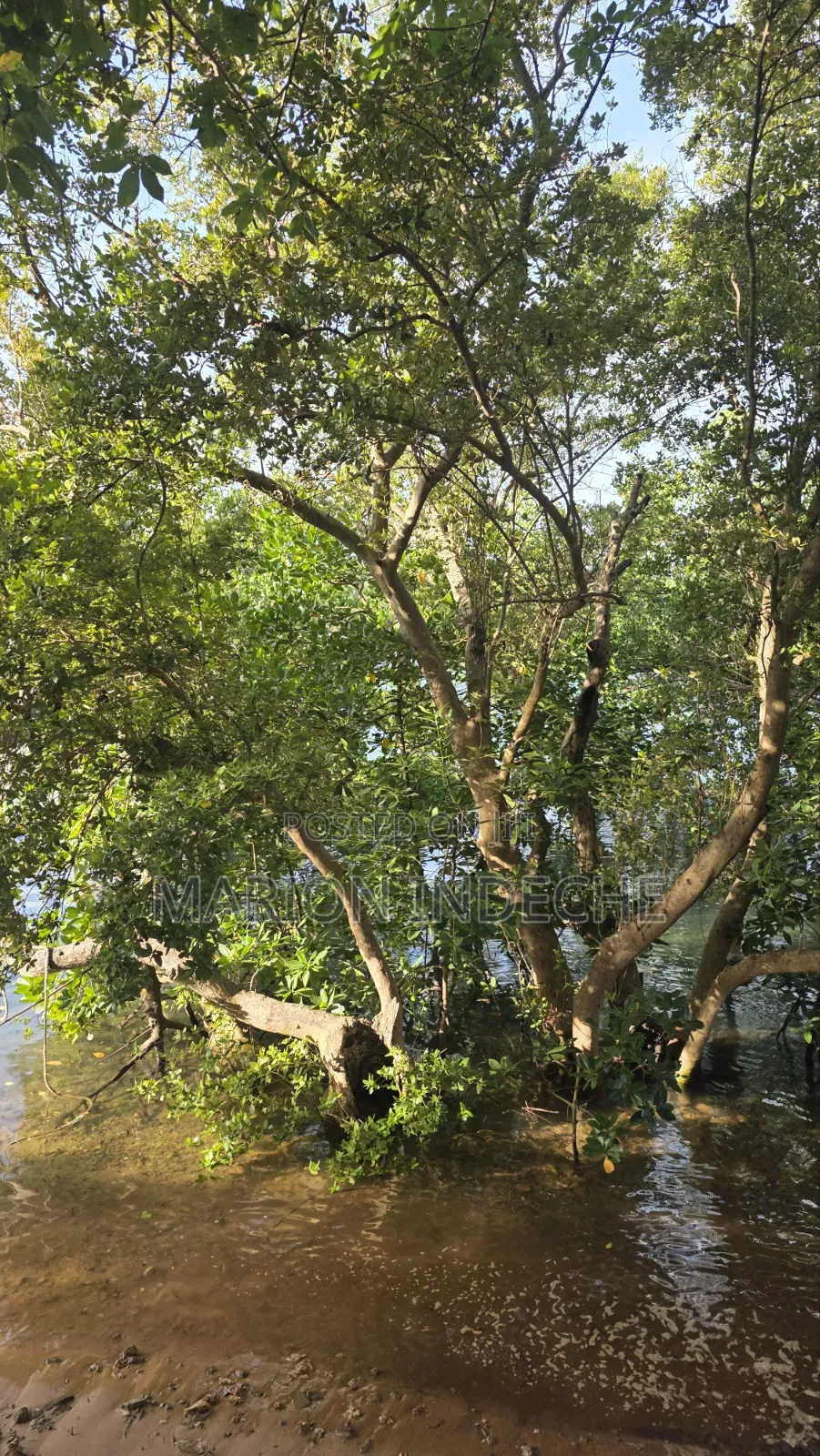 Prime Quater Acres for Sale in Shanzu by the Creek in Shanzu