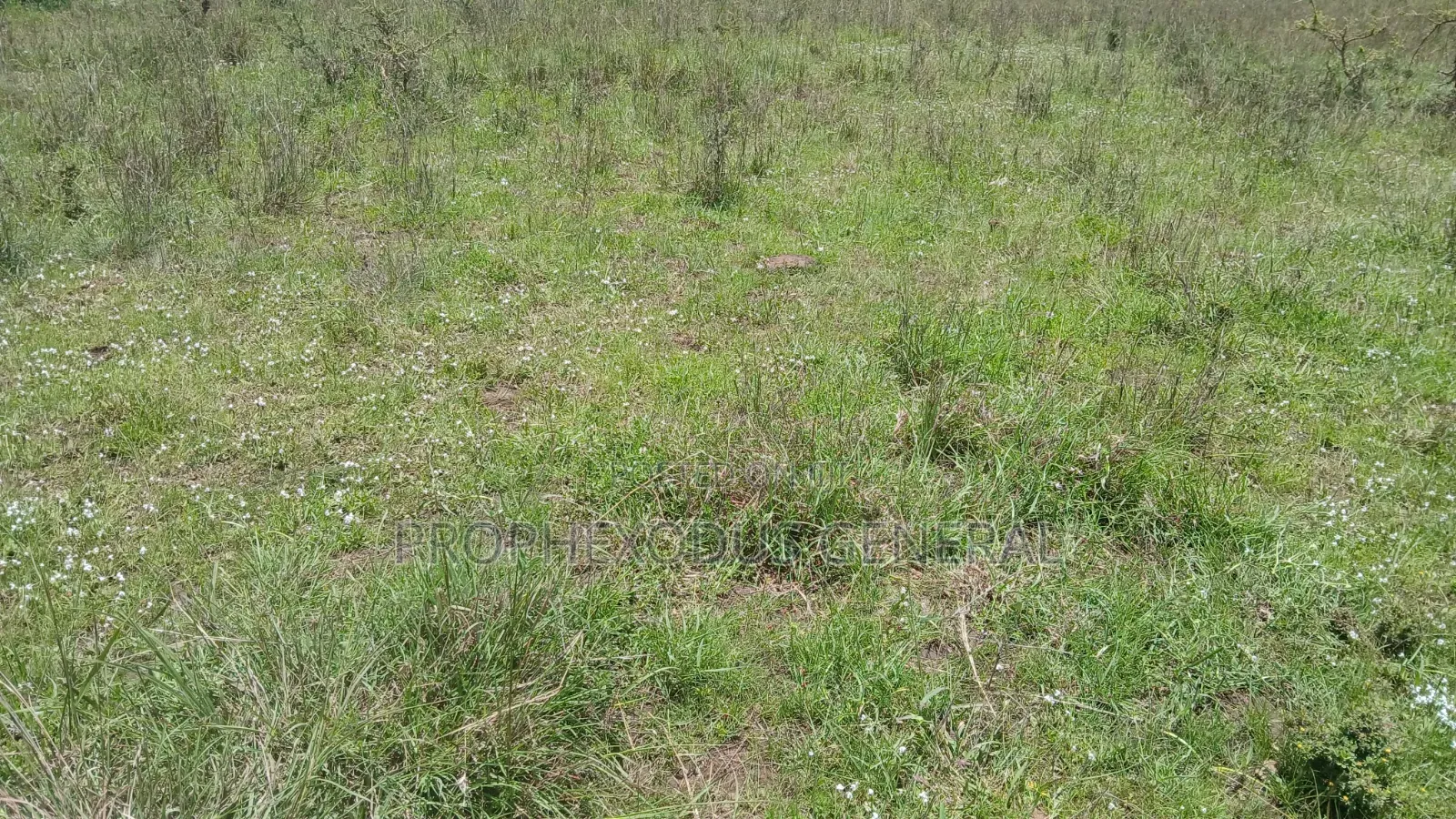 1/2 an Acre Prime Land for Sale in Ongata Rongai Masaai Lodge. in Maasai Lodge