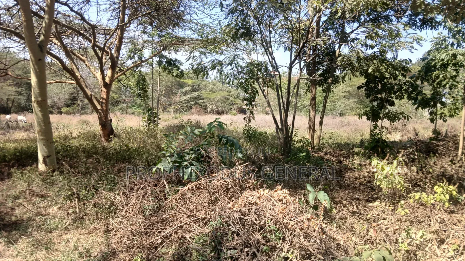 1/4 Acre Prime Plots for Sale in Ongata Rongai Town. in Maasai Lodge
